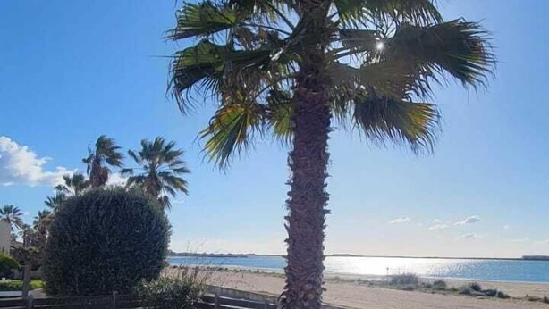 A palm tree in a landscaped area with a tiled patio and a view of the beach.