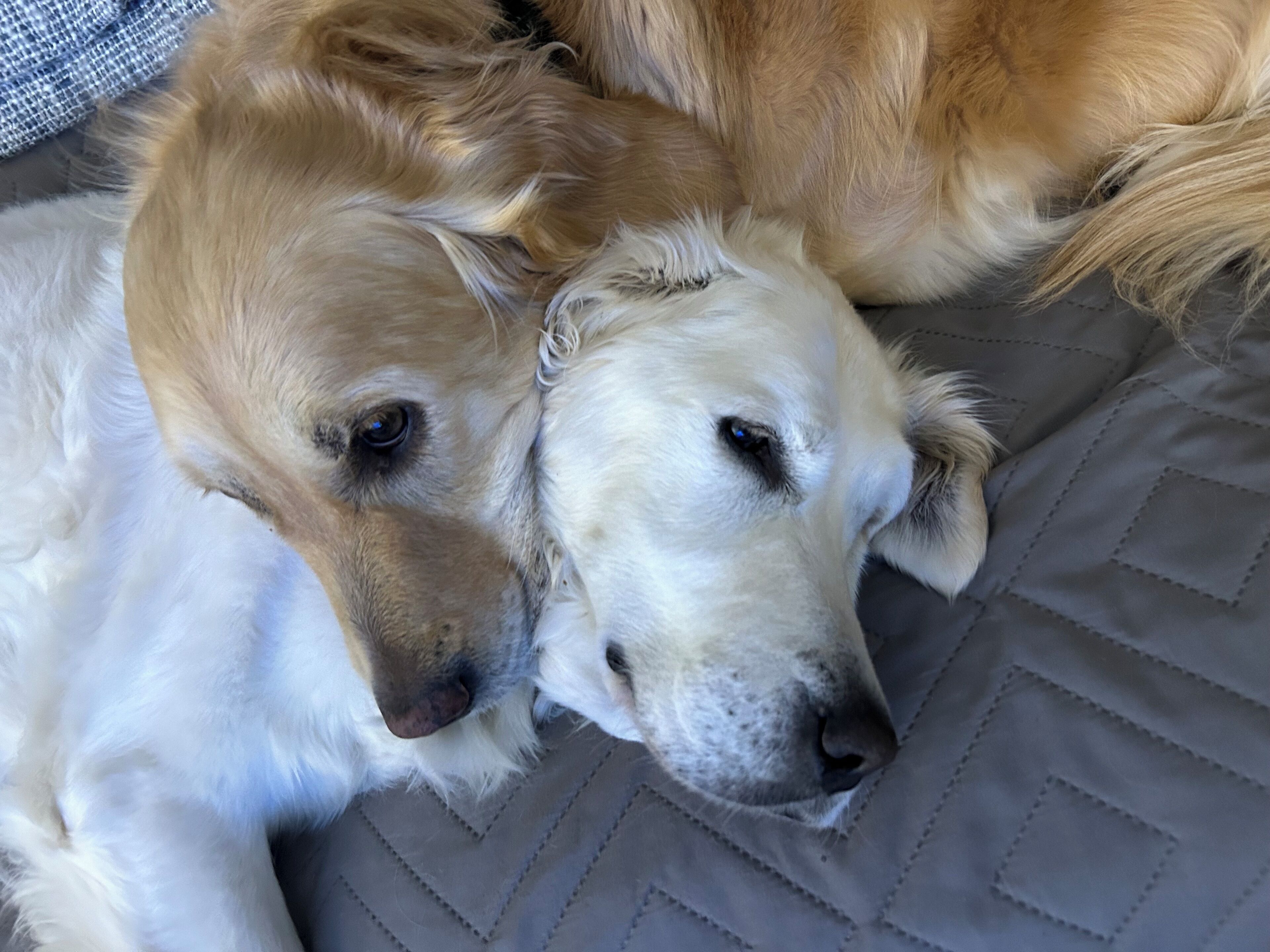 Two golden retrievers lying on a gray quilted bed.