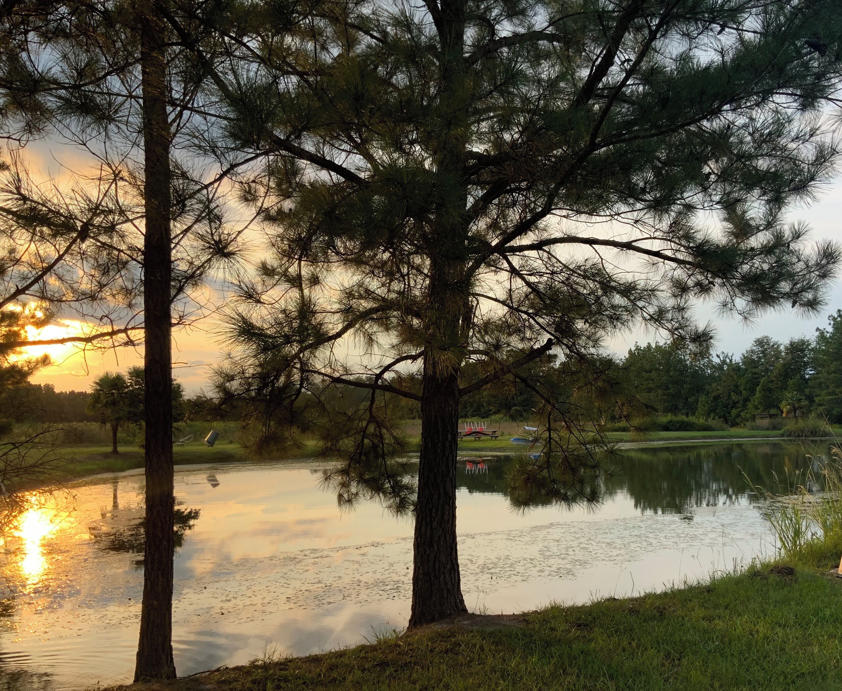 Una escena tranquila junto al lago, con altos pinos y un cuerpo de agua en calma que refleja la puesta de sol.