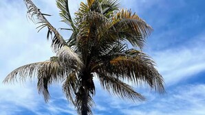 En palm vid en strand, med en klar himmel och byggnader i fjärran.