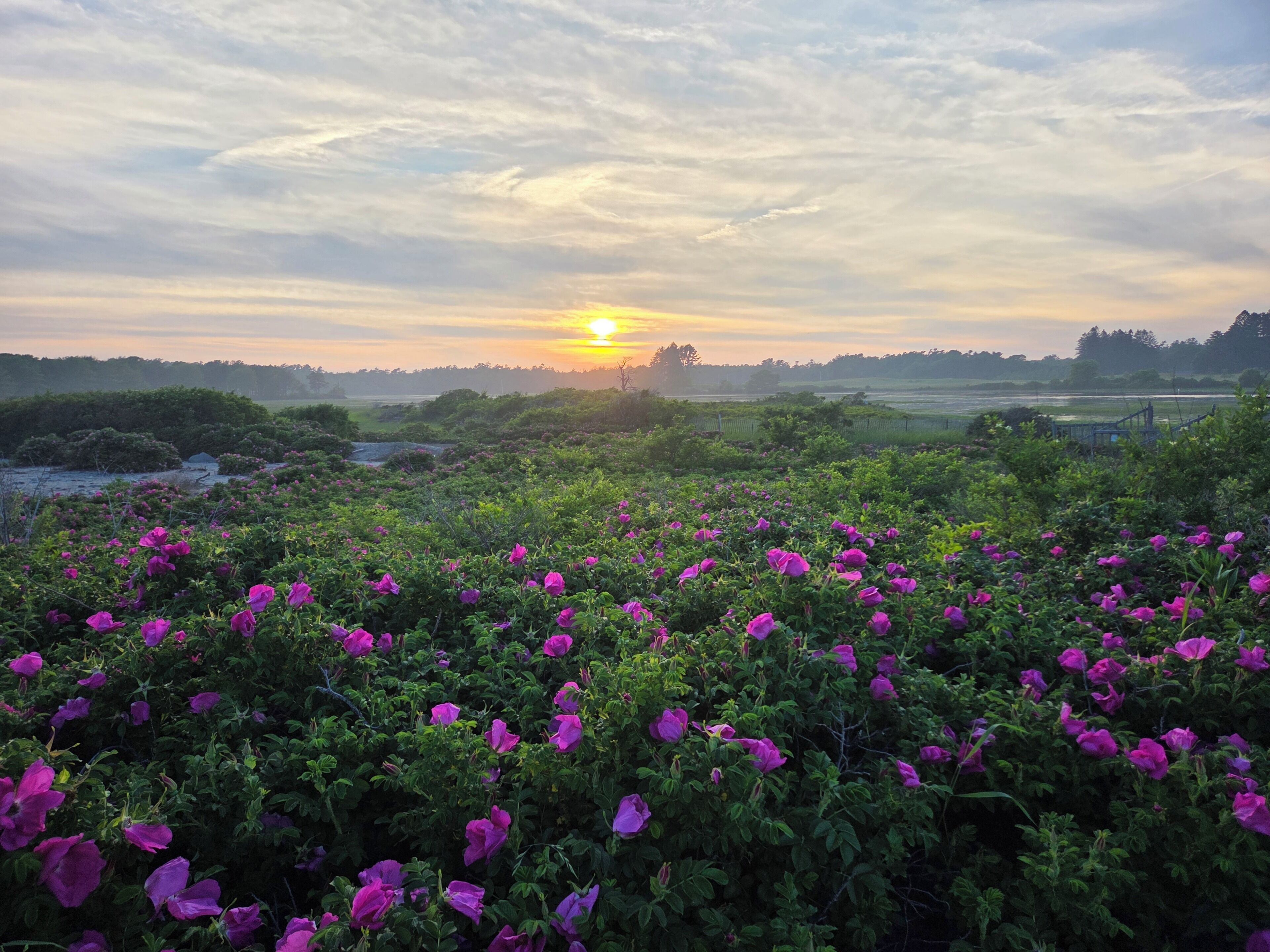 Un champ de fleurs violettes, avec un coucher de soleil en arrière-plan.