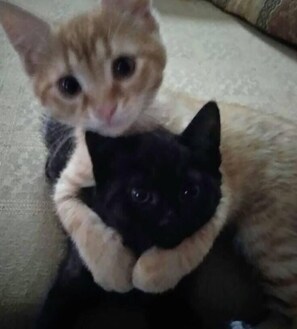 Luxury Quadruple Room, Sea View | In-room dining