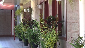 Un pasillo con plantas en macetas y vegetación colgante, paredes de ladrillo y ventanas con marcos rojos.