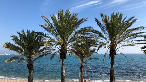 A beach with palm trees and the ocean. - Apartment 'Benalmadena Home' with Sea Views, Wi-Fi and Air Conditioning (Benalmádena)