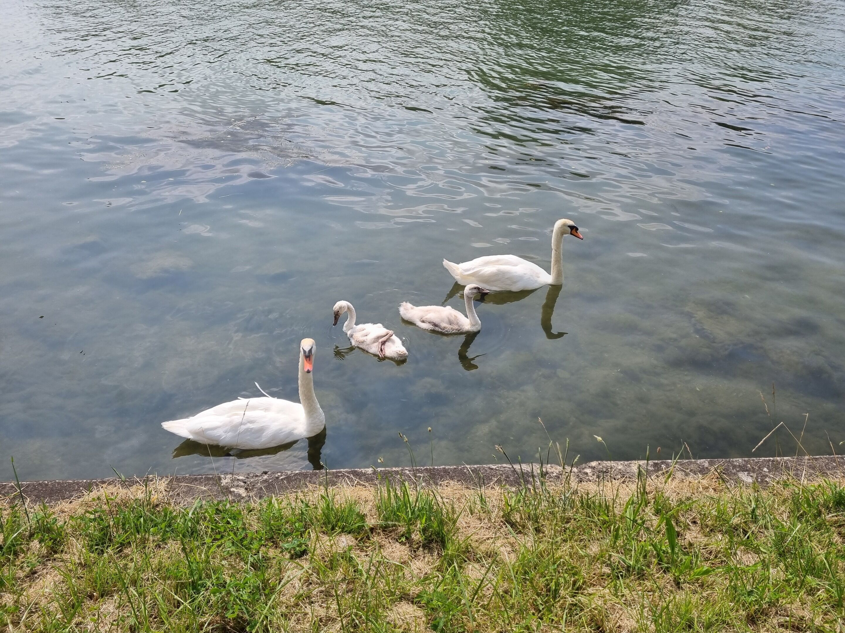 A group of swans swimming in a calm body of water.
