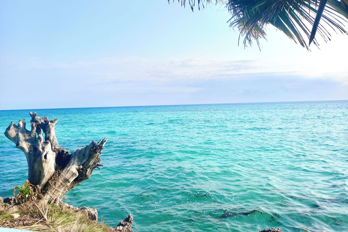 A clear view of turquoise ocean water, a weathered tree trunk, and a palm tree branch.