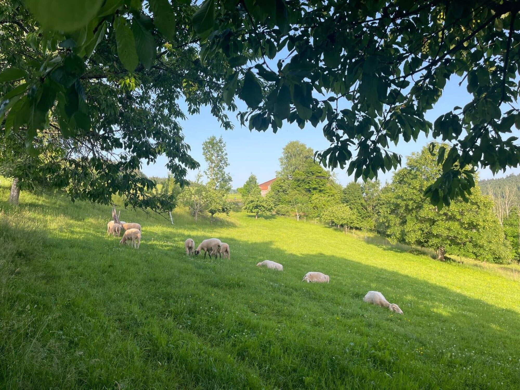 A grassy field with sheep grazing, surrounded by trees and a building in the background.