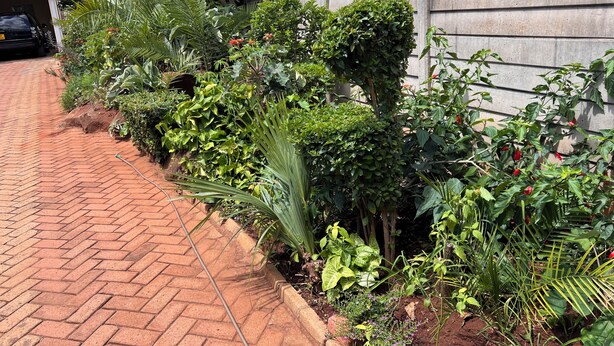 A garden with various plants and a brick pathway.