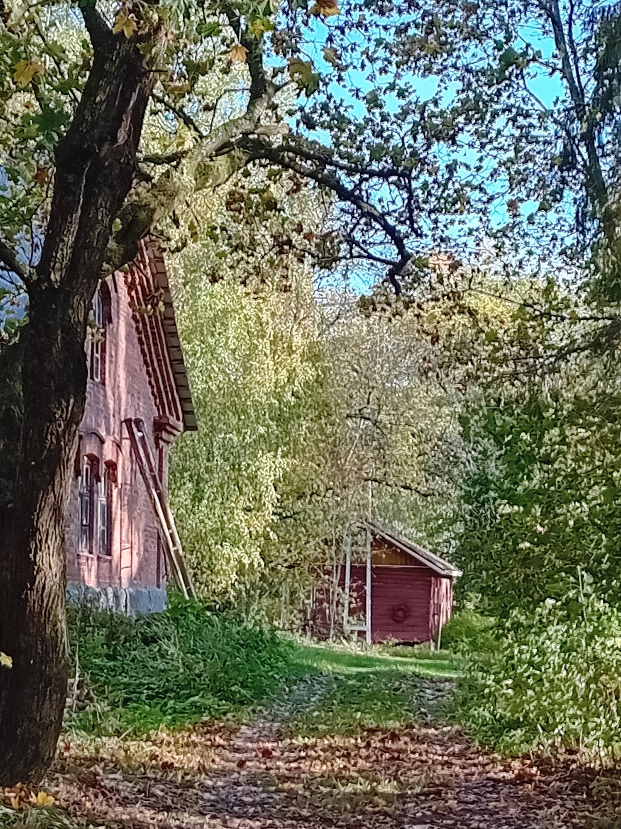 A rustic wooden cabin surrounded by lush greenery and a large tree.
