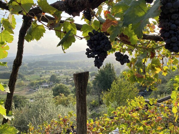 Miscellaneous - Hillside Home With Fantastic View - 7 Beds - Only 1h From Rome (Olevano Romano)