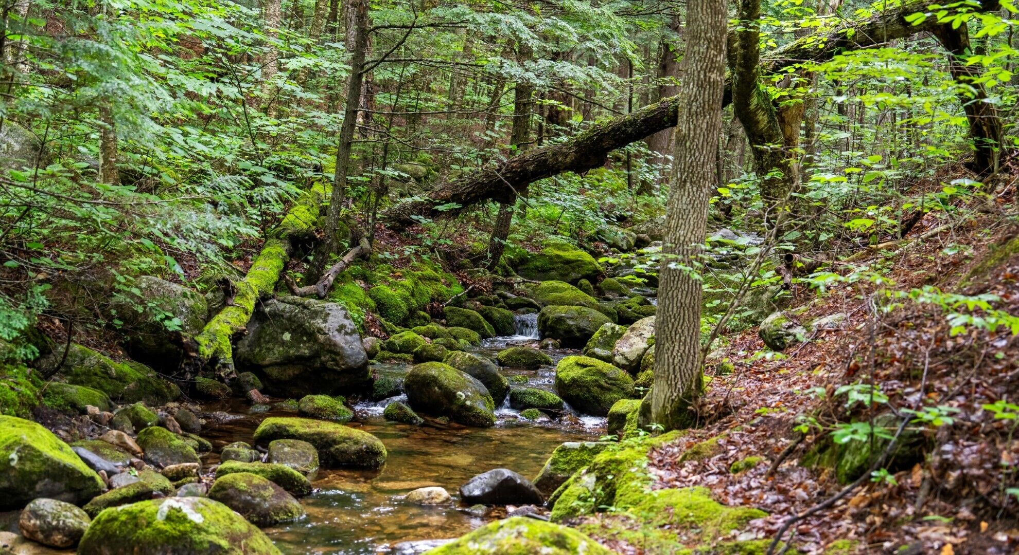 Un ruscello in un bosco, con rocce e alberi ricoperti di muschio.