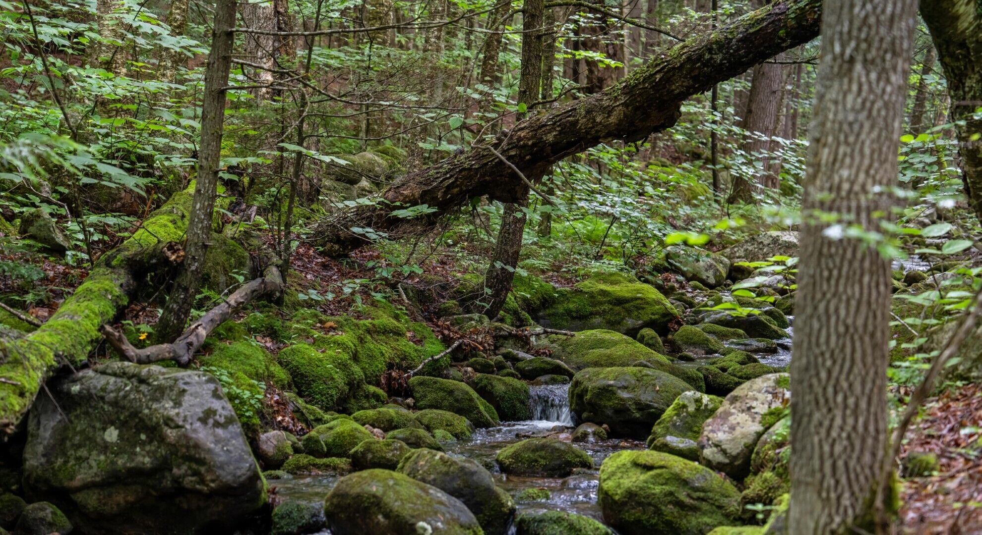 Un arroyo en el bosque con rocas cubiertas de musgo y un tronco caído.