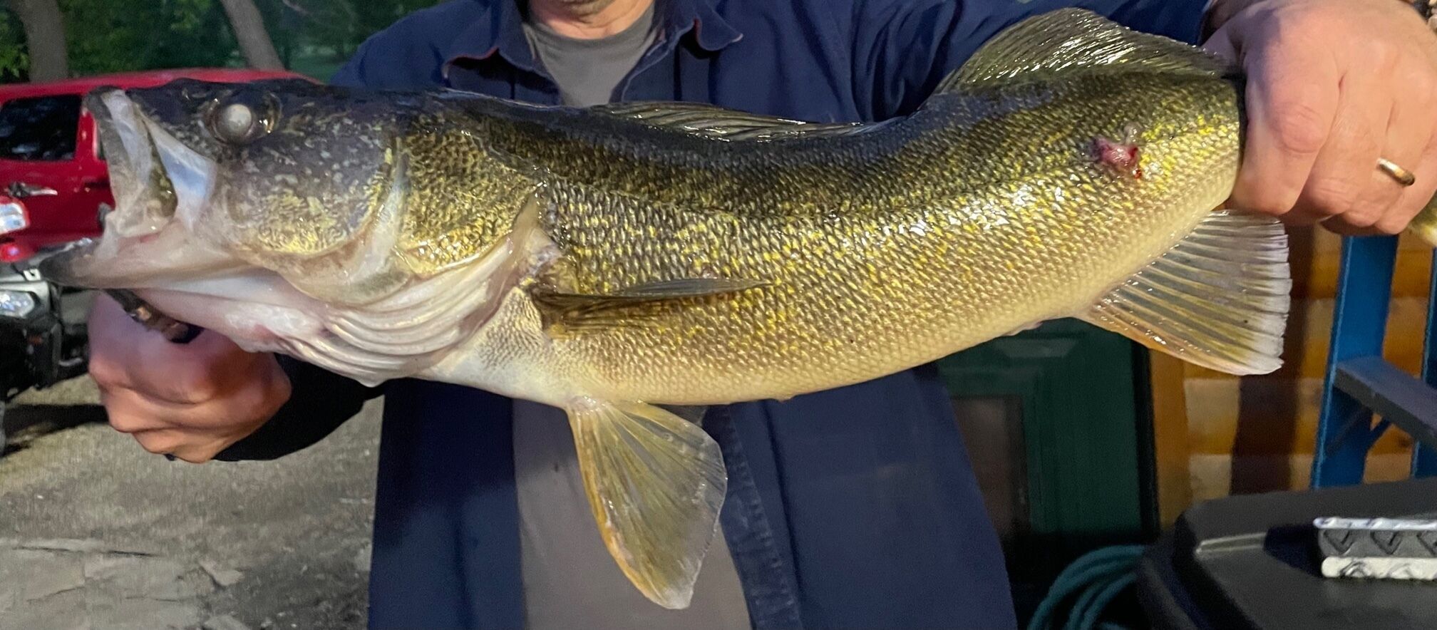 right out of Turtle Lake!