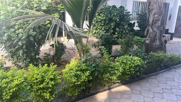 Un jardín con diferentes plantas y un tronco de árbol grande.