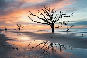 A beach scene with a prominent leafless tree in the foreground and a calm sea in the background.