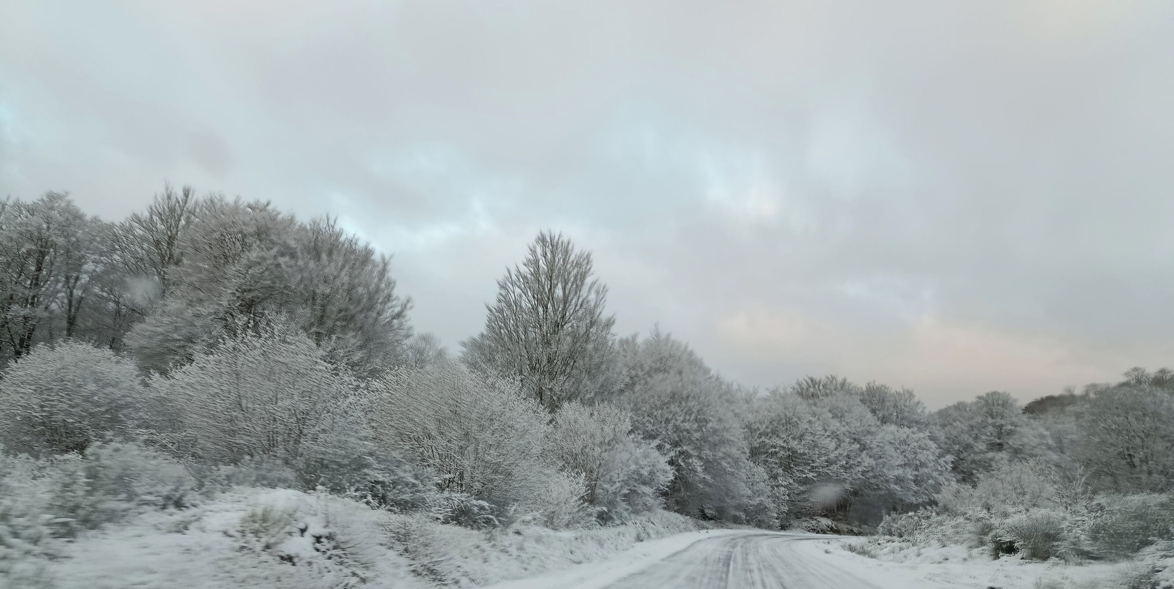 A snow-covered road flanked by dense, leafless trees.