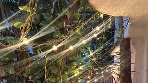 An indoor garden with potted plants, a concrete pathway, and string lights. - Cozy apartment in tropical villa surrounded by trees. Oasis in the city! (Cancún)