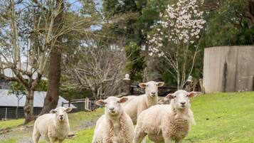 Área da propriedade