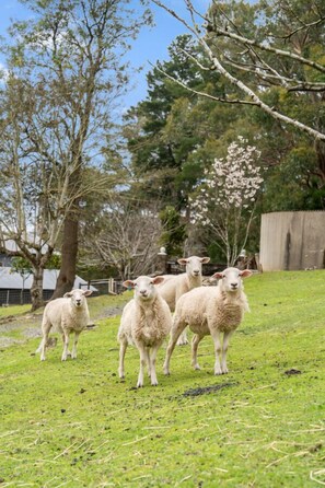 Property grounds - Carawatha on The Range - Unique Farm Stay (Basket Range)