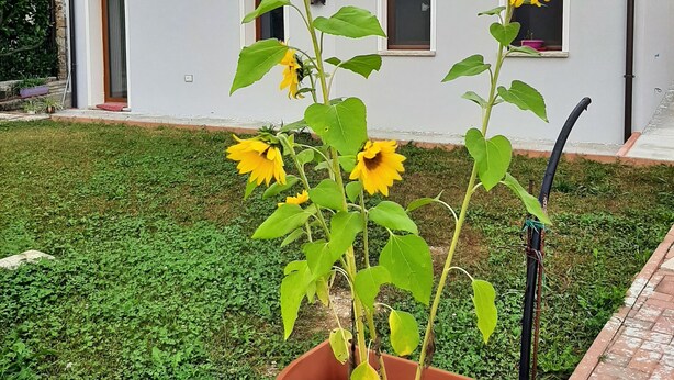 A house with a stone facade, a tiled roof, and a garden with sunflowers.
