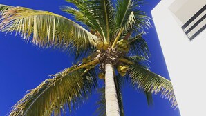 A tall palm tree with a clear blue sky in the background.