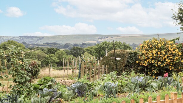 A garden with various plants and a wooden fence. - Aunty Junes Cottage (Okehampton)