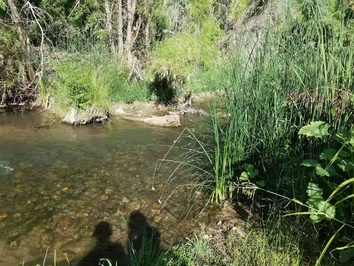 A clear stream with surrounding greenery and trees.