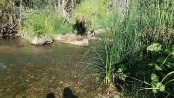 A clear stream with surrounding greenery and trees.