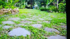 A garden pathway with stepping stones, surrounded by lush greenery and palm trees.