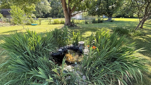 Un jardin avec un étang, entouré de différentes plantes et arbres.