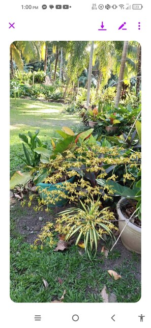 Property grounds - Monte Carlo Camiguin Ruins, Looc Catarman Camiguin (Catarman)