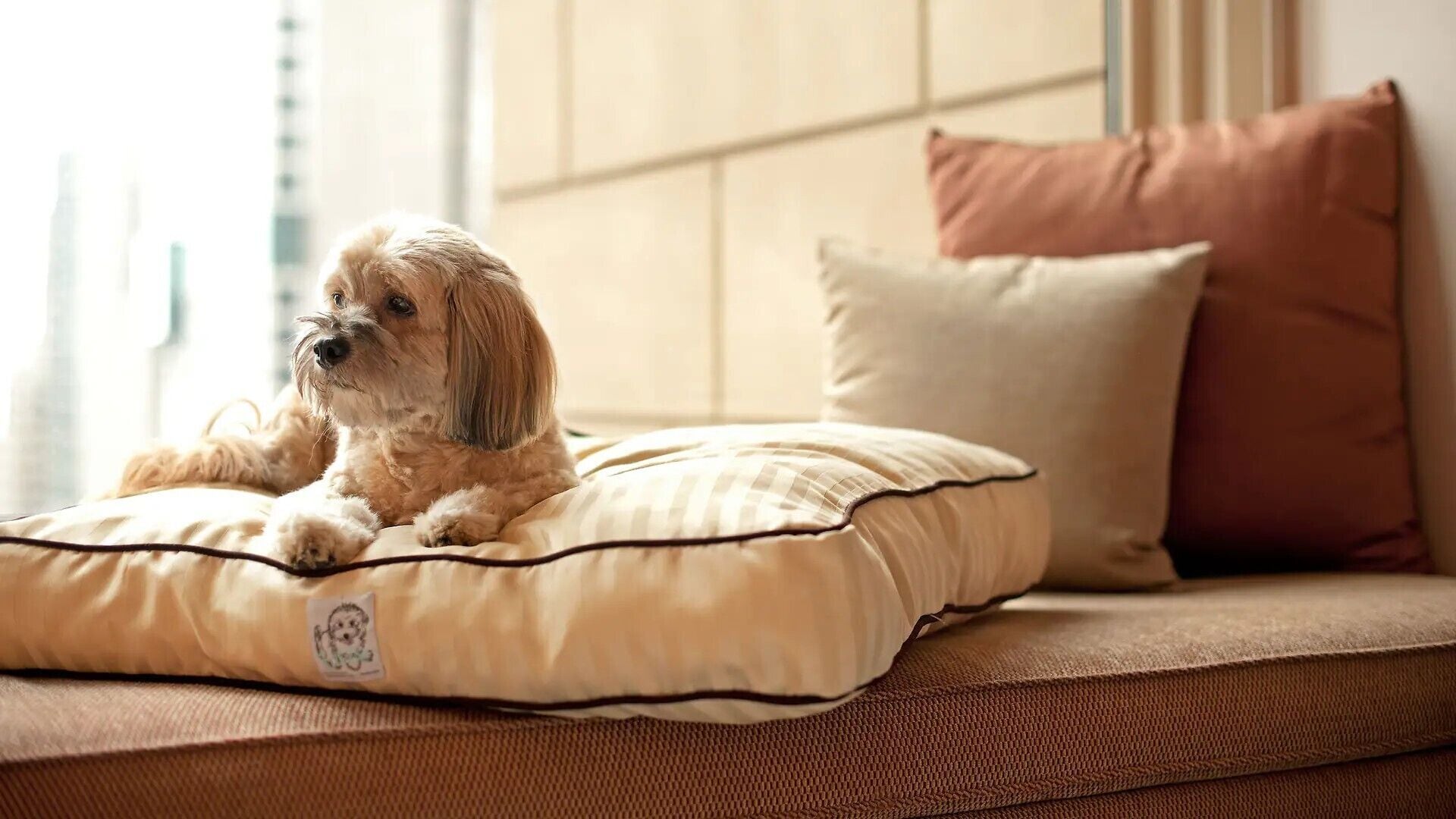 Un perro acostado en una cama acolchada con almohada y manta.