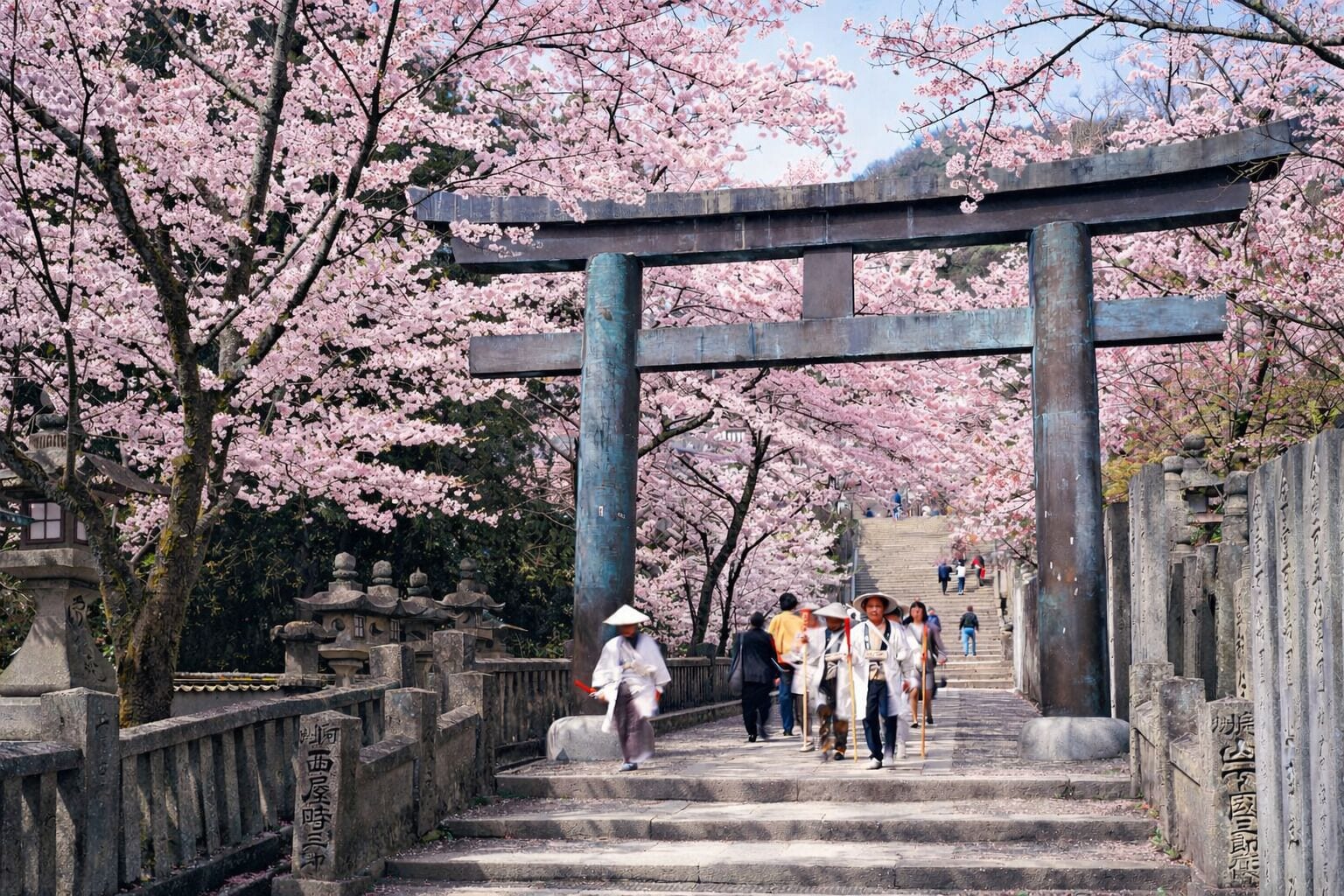 En stenlagd gång leder upp till en traditionell japansk torii-port, omgiven av blommande körsbärsträd.