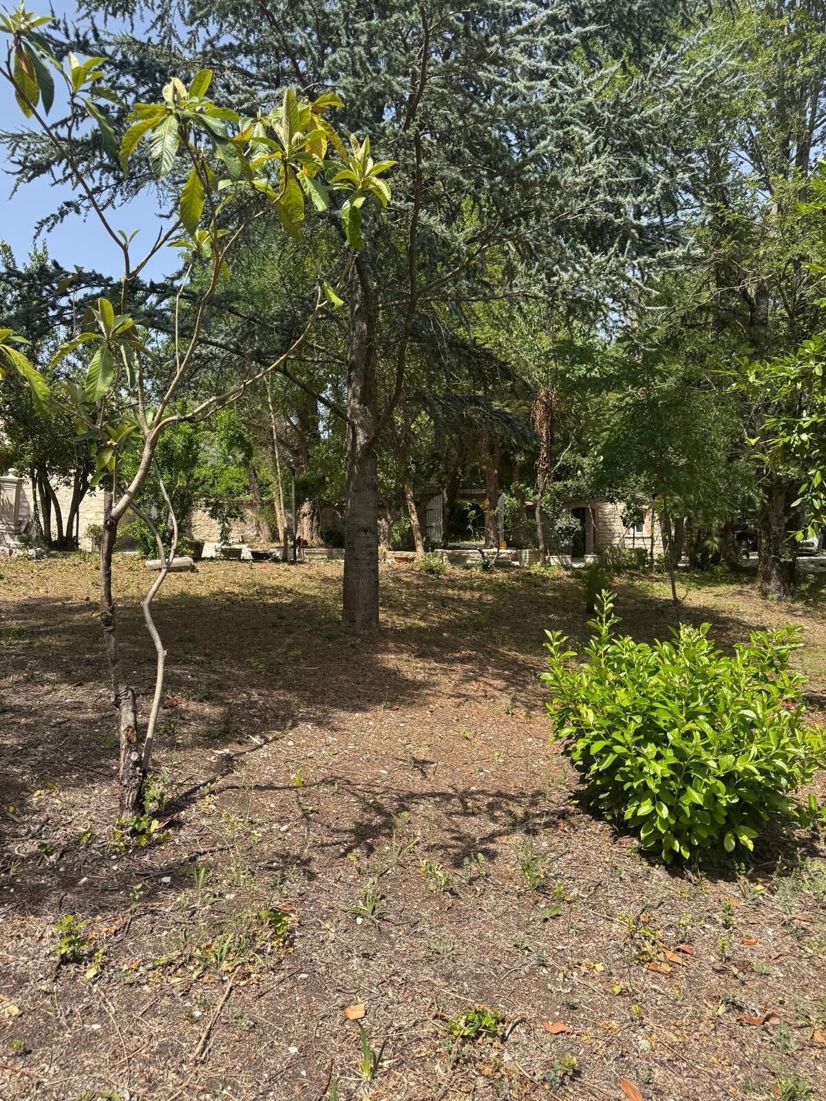A park with a variety of trees, a small bush, and a stone wall in the background.