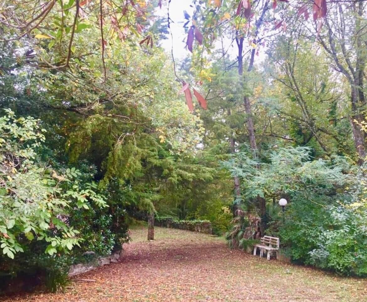 A forested area with a pathway leading to a bench.