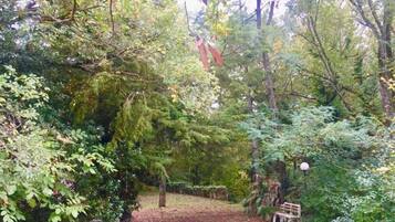 A forested area with a pathway leading to a bench.