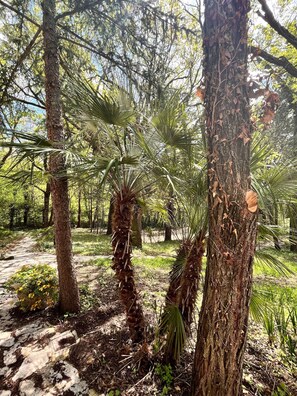 Property grounds - Daphne Estate (Aia Vecchia)