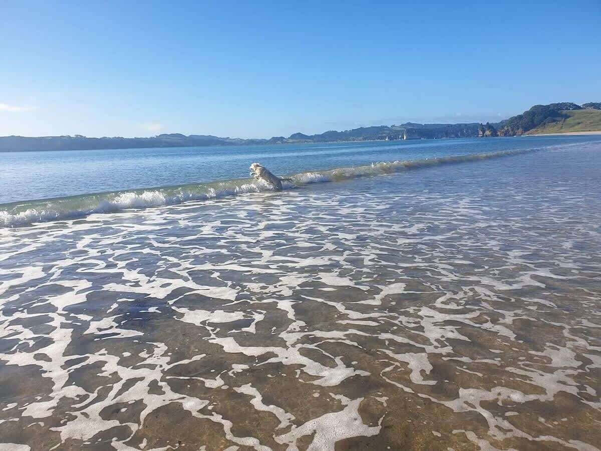 Strand