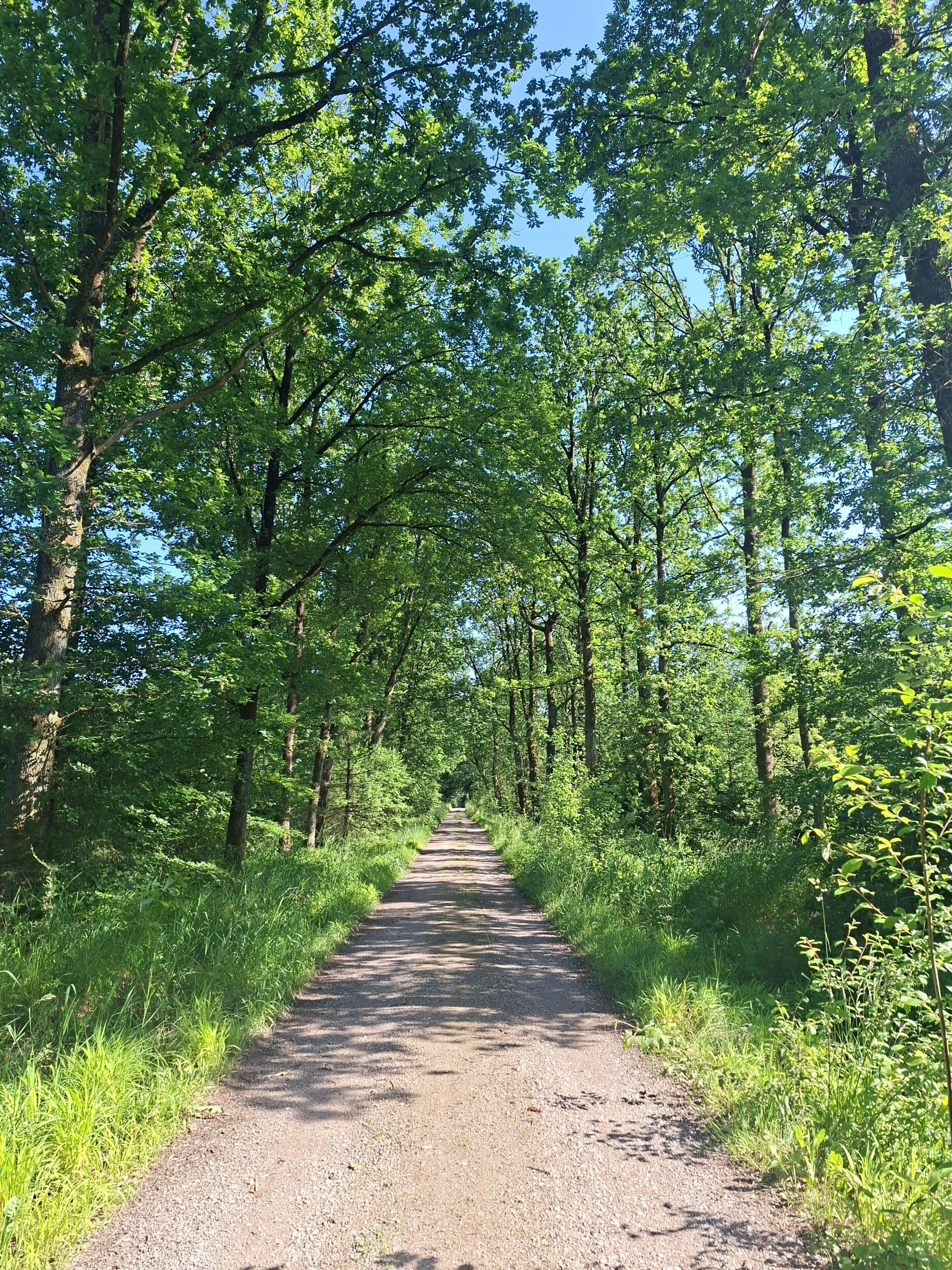 Een verhard pad, omzoomd door hoge bomen en weelderige begroeiing, dat leidt naar een bebost gebied.