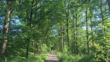 Een verhard pad, omzoomd door hoge bomen en weelderige begroeiing, dat leidt naar een bebost gebied.