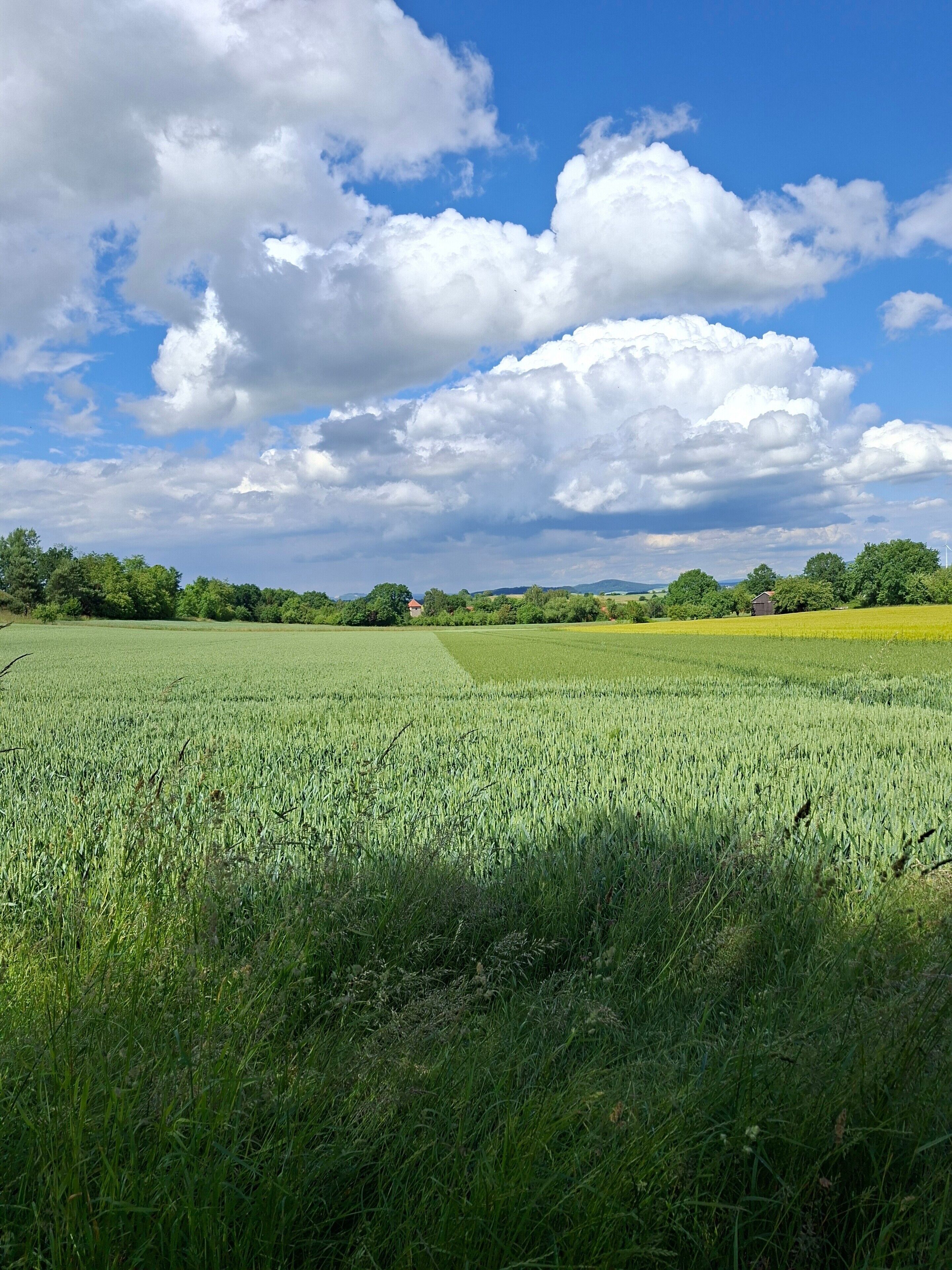 Un extenso campo verde bajo un cielo despejado con algunas nubes.
