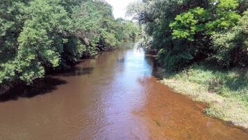 A river surrounded by dense green foliage.