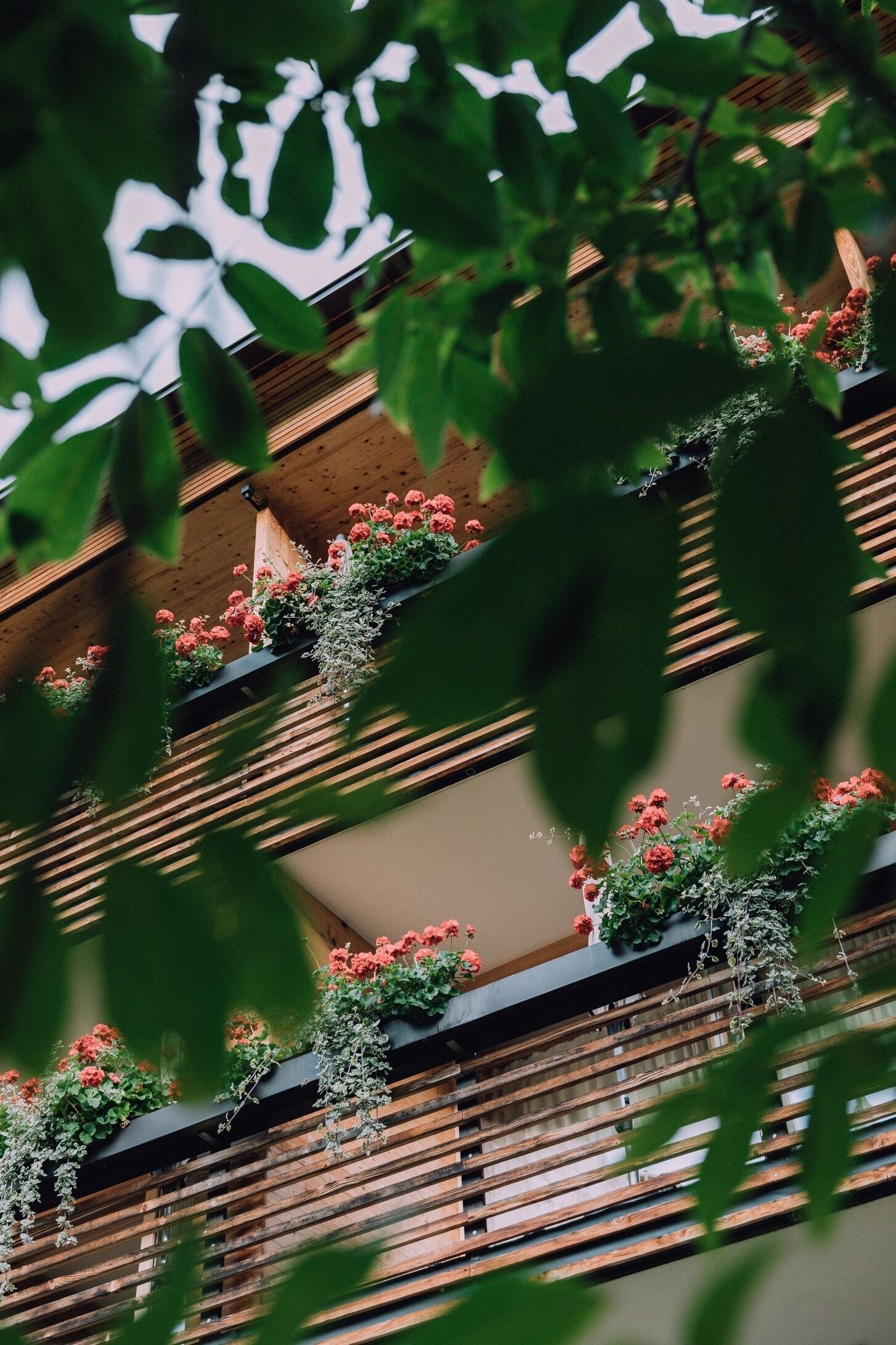 Un edifici de diversos pisos amb balcons decorats amb flors vermelles i vegetació.