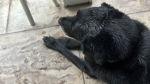 A black dog lying on a tiled patio with a woven basket and a potted plant in the background.