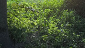 A lush green field with a fence and trees in the background.