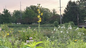 A garden with various plants and flowers, including yellow and white blooms, and a wooden structure in the background.