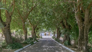 Un sendero pavimentado bordeado por árboles que conduce a un edificio con fachada blanca y detalles amarillos.