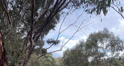 Mirrabook Estate Coonabarabran