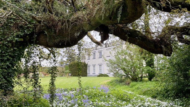 Un jardín con un árbol grande al frente, césped y un edificio en la distancia.