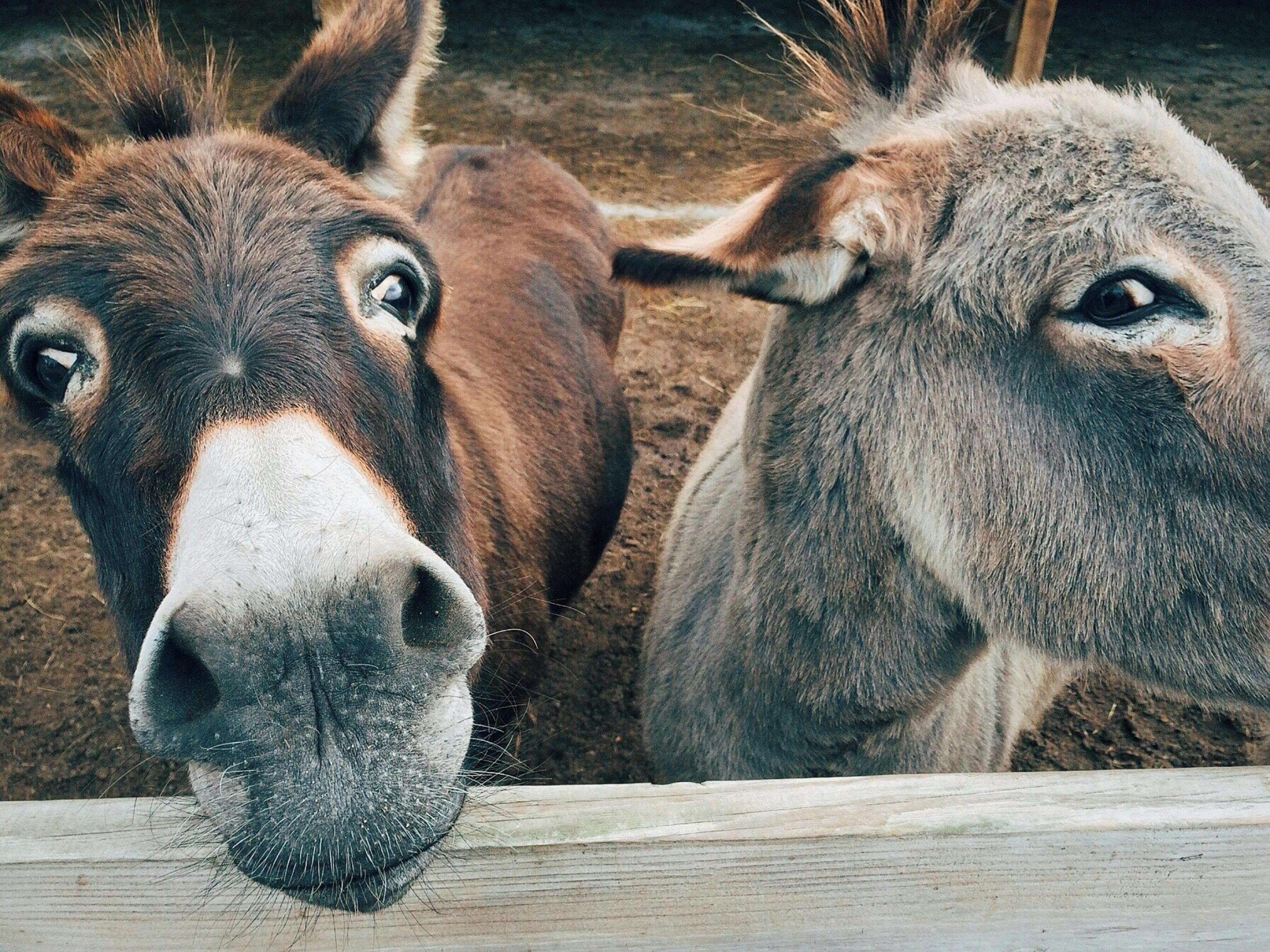 A close-up of two donkeys' heads.